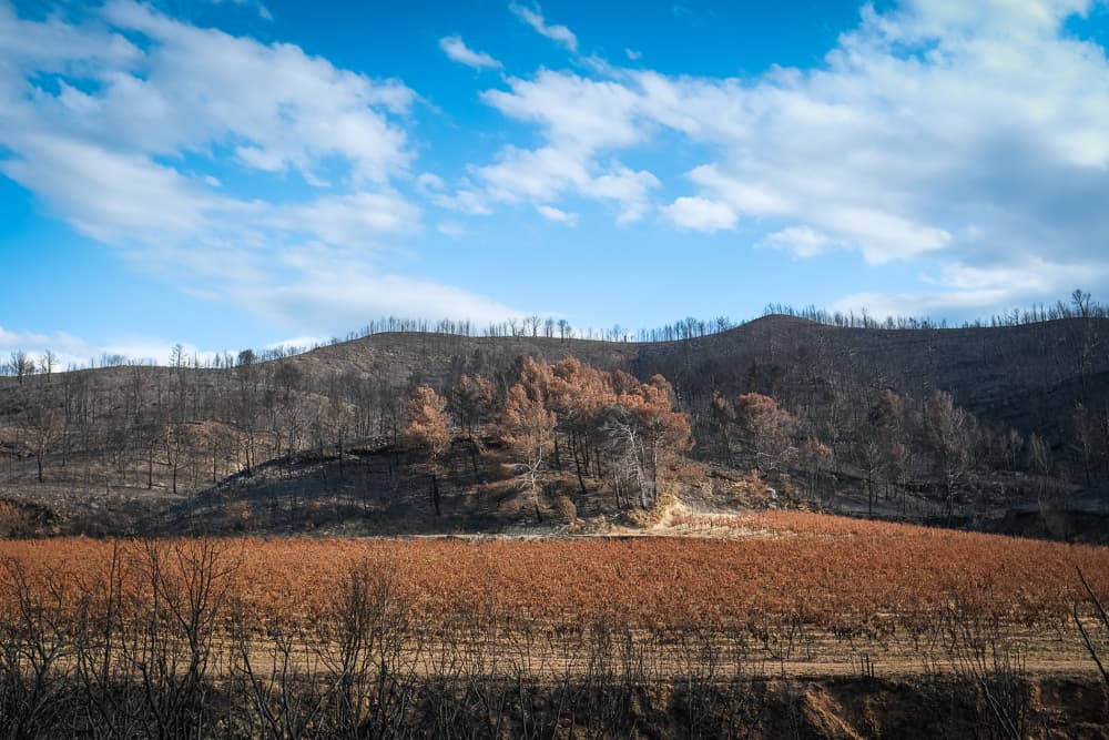 Le risque climatique est toujours en tête des préoccupations (vignes incendiées sur la commune de Coustouges).