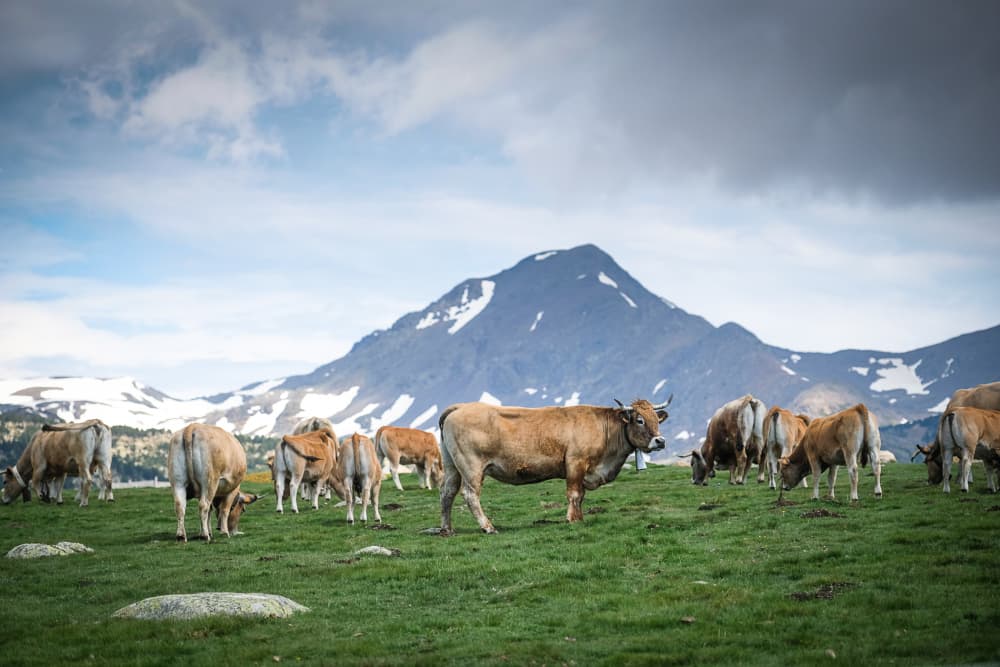 Après la Catalogne, des cas de dermatose nodulaire contagieuse a été identifiée dans les Pyrénées-Orientales le 15 octobre dernier.