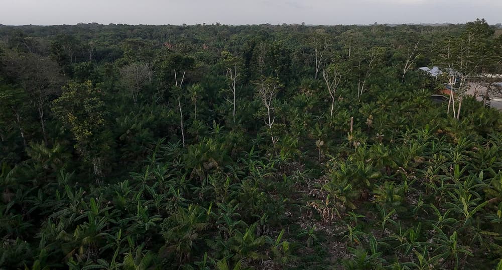 La COP30 de Belém marque un moment clef dans l'avancée des discussions sur la gestion de la forêt en Amazonie.
