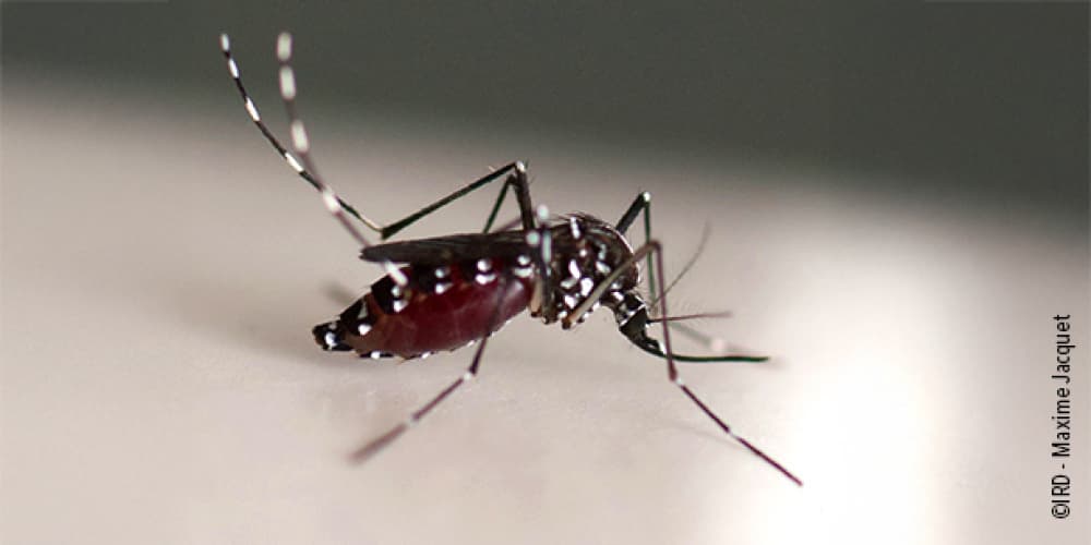 Le moustique-tigre Aedes (Stegomyia) albopictus (actuellement Stegomyia albopicta) est un insecte de la famille des Culicidae. C'est l'une des cent espèces les plus invasives au monde , étant actuellement présente dans 100 pays sur les cinq continents....