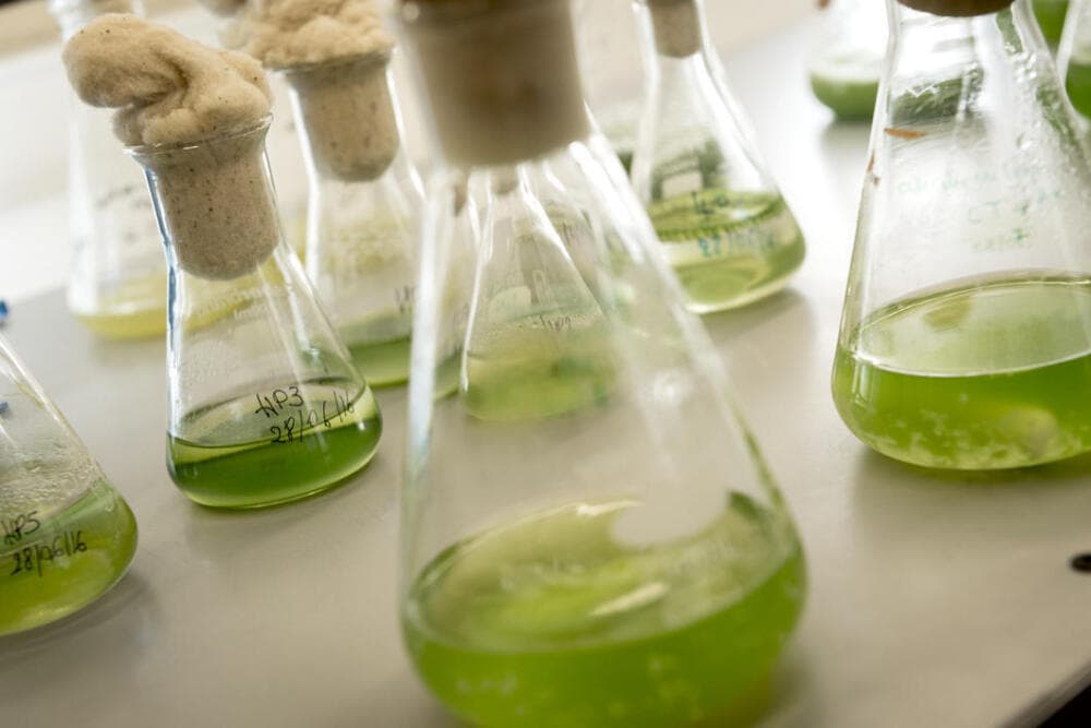 A Saint-Nazaire, le projet Health-Phase s'intéresse à l'usage des microalgues en santé.