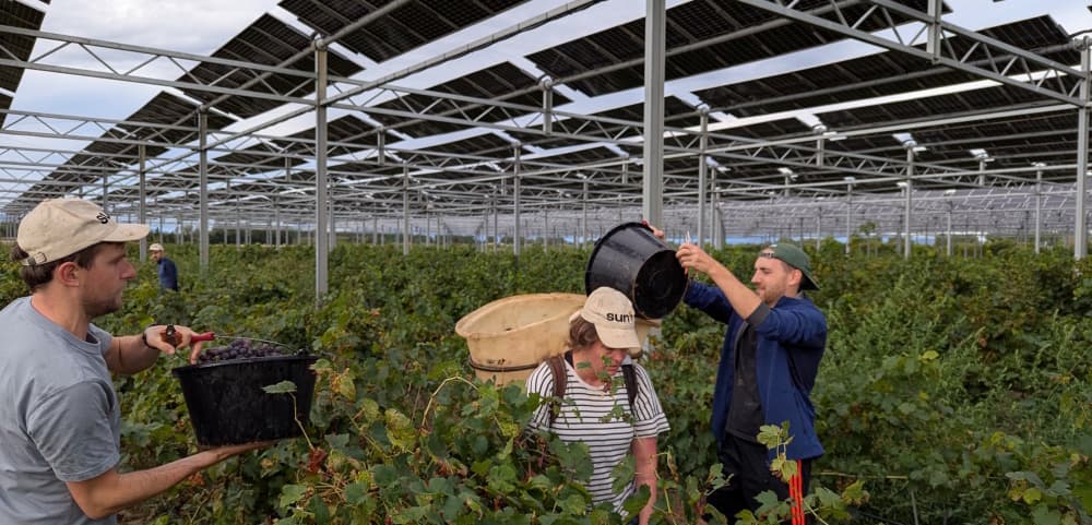 Dans les Pyrénées-Orientales, le domaine de Besombe, à Salses-le-Château, a vendangé pour la première fois en 2025 sa parcelle de cinsault et de sauvignon qui a poussé sous la protection dynamique de panneaux photovoltaïques.