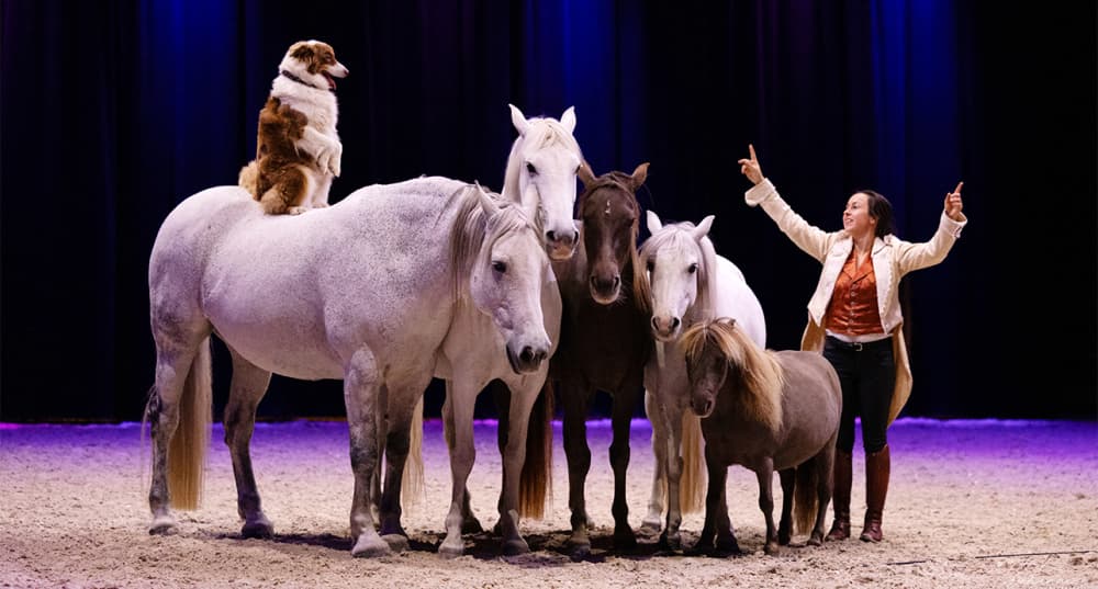 À l'occasion de l'inauguration de la nouvelle halle équestre « L'Écrin », le 17 octobre.