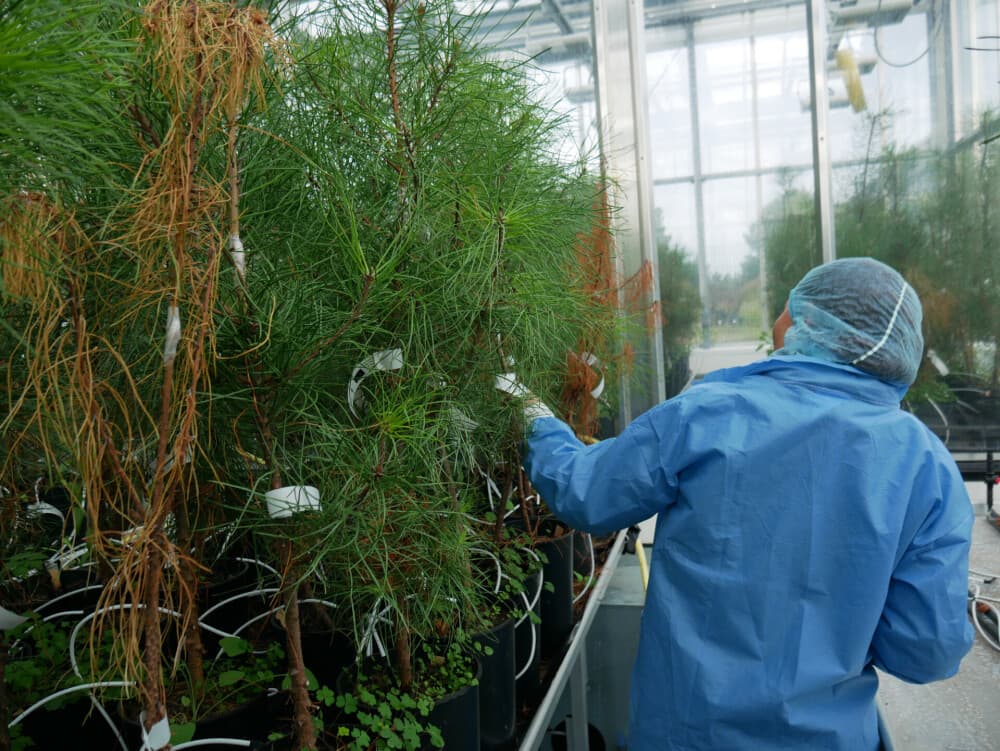 À Villenave-d’Ornon, dans un laboratoire confiné, les équines de l’Inrae mènent un programme de recherche d’amélioration génétique du pin maritime, en particulier sa résistance au nématode du pin.