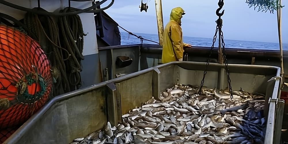 En Bretagne, l'âge moyen de la flotte atteint 32 ans et l'acquisition de bateaux neufs voire l'adaptation de certains navires devient urgente estime la filière.