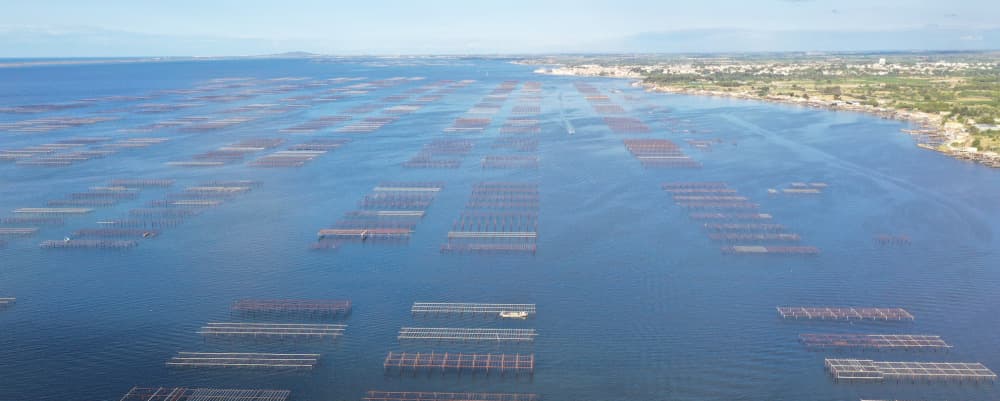 Dans l'Hérault au pied de Sète, l'étang de Thau fournit environ 80 % de la production conchylicole méditerranéenne française.