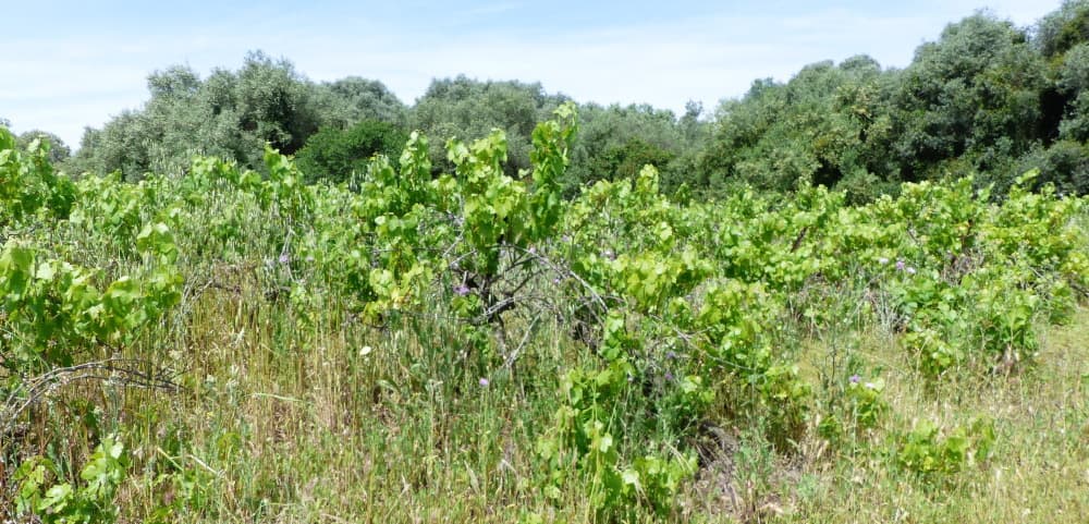 Après une première vague de 27 000 hectares de vignes arrachées en France, 34 428 hectares supplémentaires pourraient être concernés pour la campagne 2025-2026, selon une enquête de FranceAgrimer.