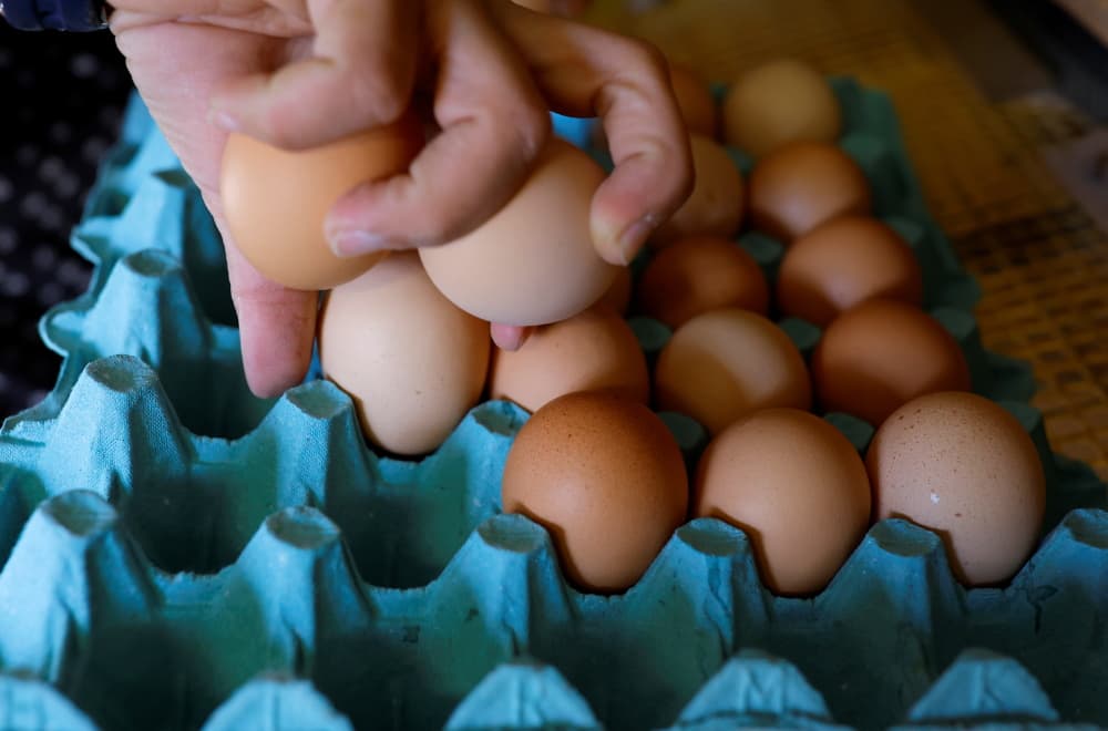 Les Français ont consommés 235 œufs en 2025 en moyenne, selon les chiffres du CNPO.