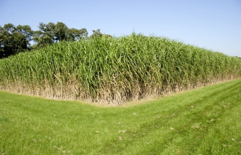 Une parcelle de miscanthus.