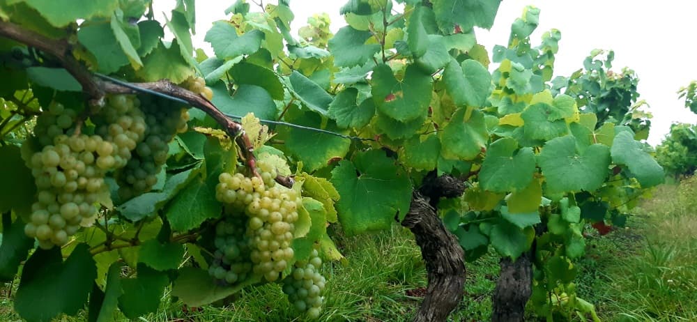 Face aux défis du changement climatique, de la décarbonation et de la pénurie de main-d’œuvre, l’iA représente un levier majeur d’innovation pour la viticulture.