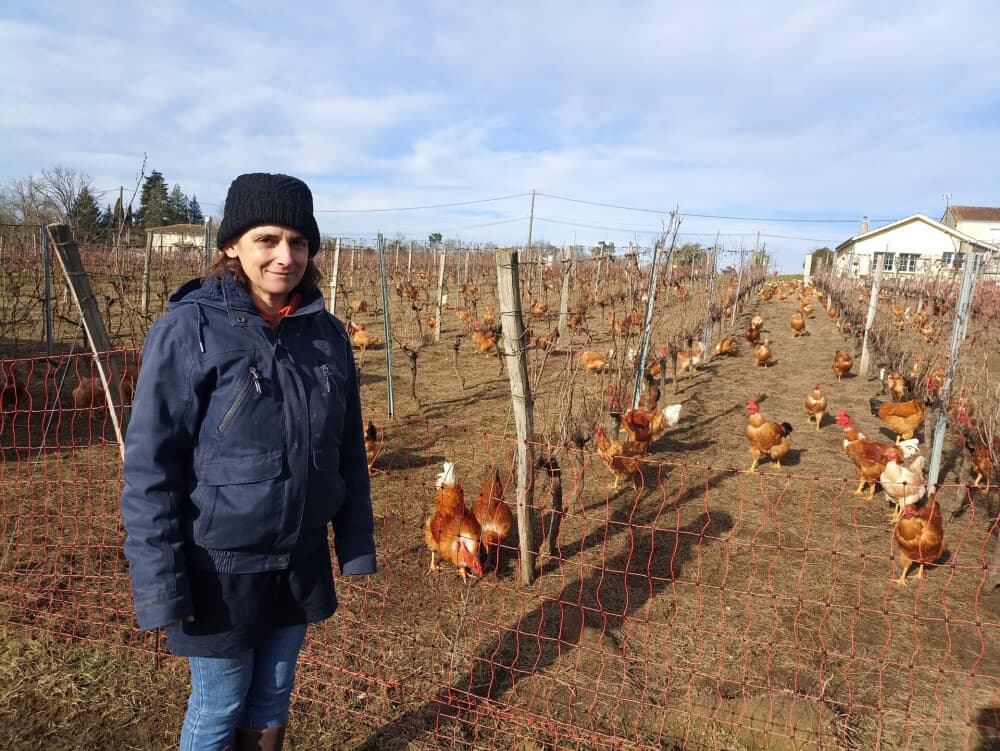 Des poules se promènent dans les rangs de vigne d’Angélique Lalande, à Marcillac, dans le vignoble bordelais.