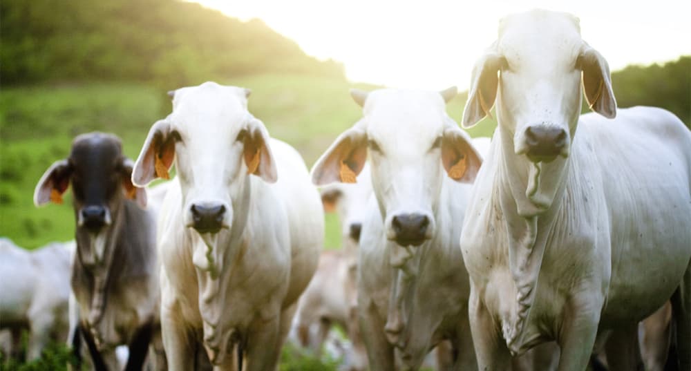 Jamais la race Brahman, emblématique de l’élevage des régions tropicales et méconnue en métropole, n’avait ainsi été exposée au Salon. French West Indies, Martinique, brahman zebu © Marie-Reine Mattera/Photononstop via AFP - 1197033