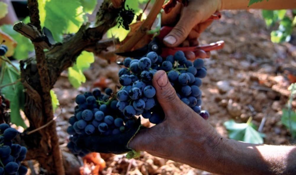" Le Mercosur est, pour la viticulture, une opportunité ", Éric Pastorino, président du Comité Interprofessionnel des Vins de Provence (CIVP).