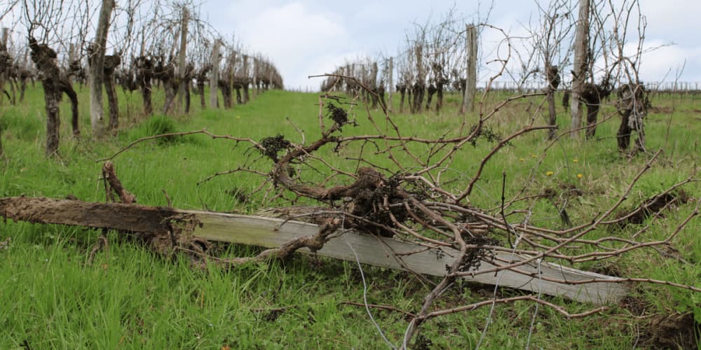Près de 28 000 hectares de vigne, soit 4 % des surfaces, seront arrachés en France d'ici la fin 2026 dans le cadre du plan d'arrachage définitif primé.