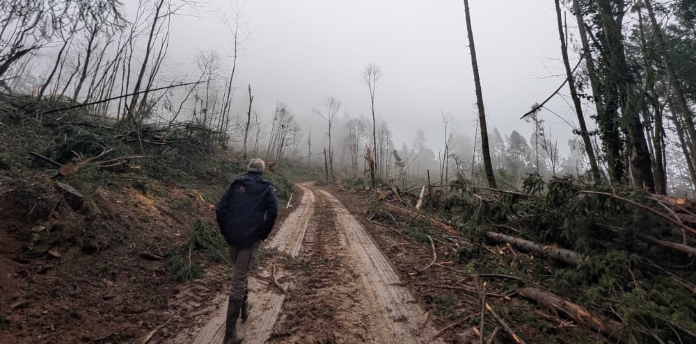 Sur cette parcelle située au Pradal, dans l’Hérault, « les arbres, sur un sol détrempé par des semaines de précipitations, n’ont pas résisté aux assauts du vent », explique Jean-Michel d’Orazio, technicien forestier au Centre national de la propriété...