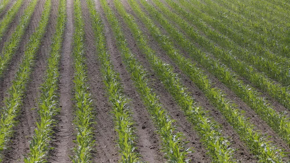 Pour les agriculteurs, un des points litigieux de la révision de la SAGE Vilaine, qui ambitionne de protéger la ressource sur le bassin du fleuve breton, porte sur l'interdiction des pesticides maïs sur les aires d'alimentation prioritaires.
