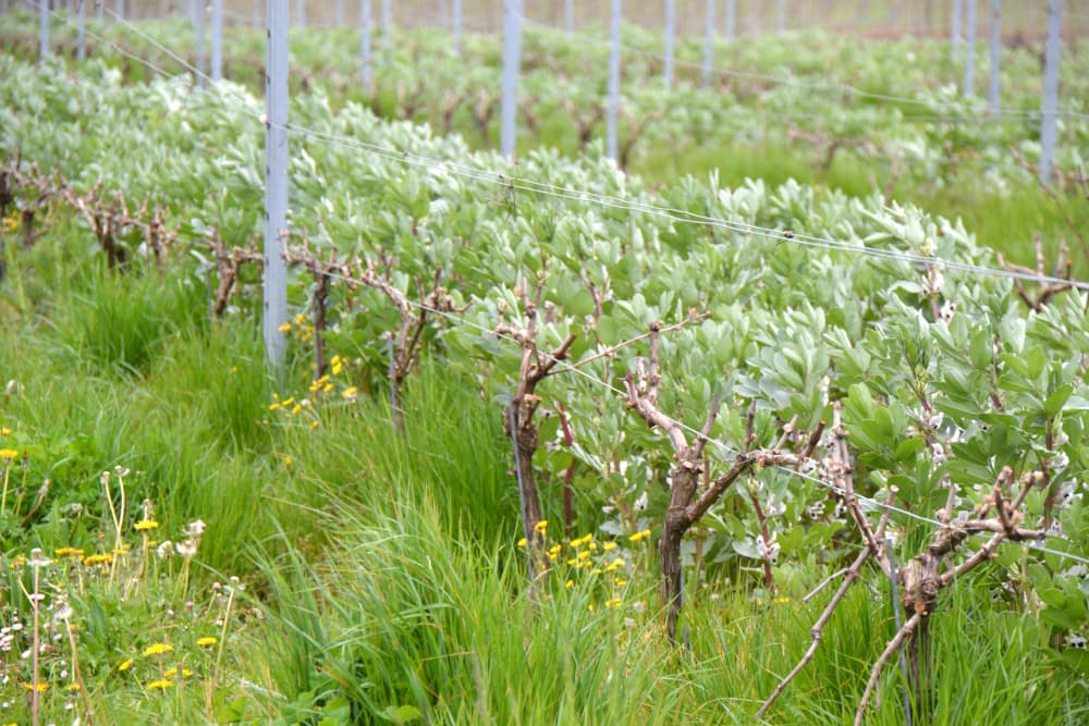 Des vignes du Domaine Sabourdy, dans l’Entre-Deux-Mers, en mars 2026.