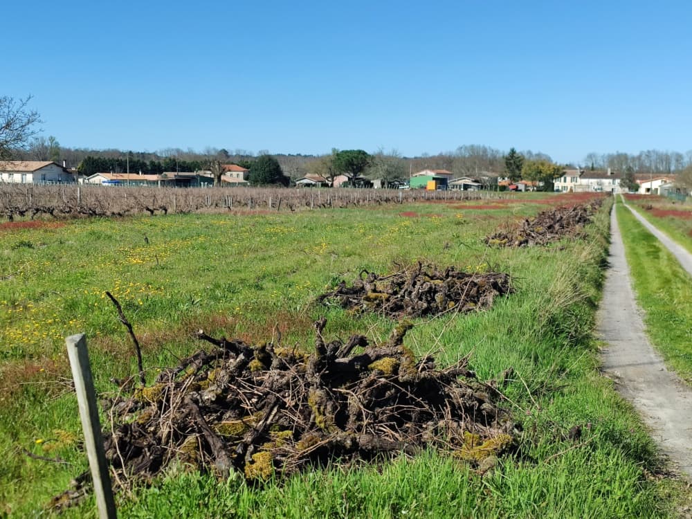 Des vignes arrachées dans le Médoc, en Gironde, en mars 2026.
