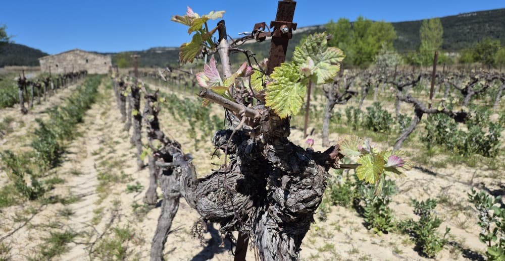 En Occitanie, les cinq grandes filières agricoles sont touchées par la précarité des agriculteurs, notamment 54 % d’entre eux en viticulture.