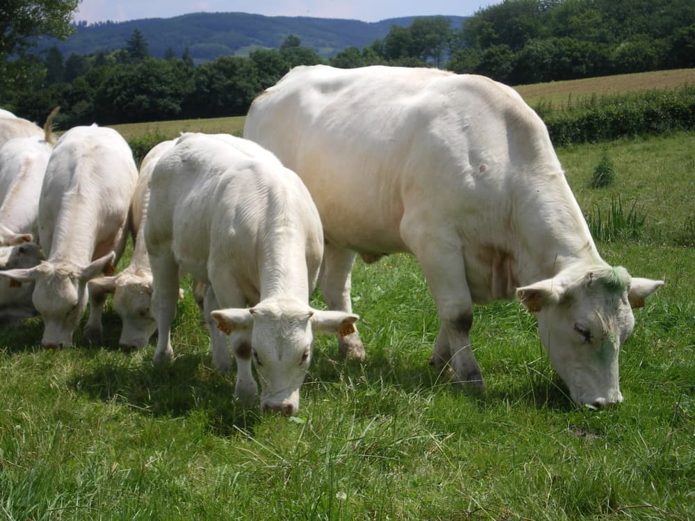 Avec 7.400 emplois, soit près de la moitié des effectifs de la filière viande régionale, l’élevage bovin demeure un socle économique structurant pour la Bourgogne-Franche-Comté.