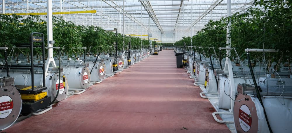 Les Paysans de Rougeline, groupement de producteurs de tomates et de fraises du sud de la France, ont créé une filiale dédiée, Rougeline Innovations, pour porter les technologies nouvelles jusque dans les serres des producteurs.