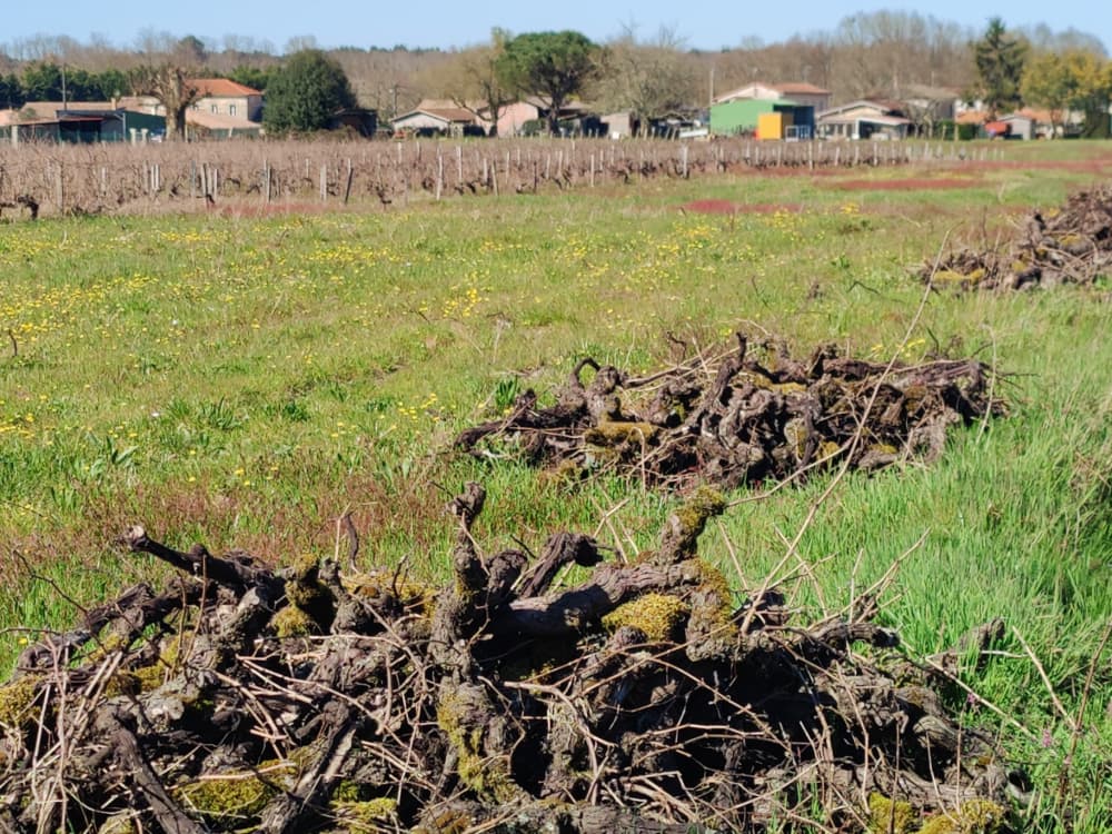 Des vignes arrachées dans le Médoc, en Gironde, en mars 2026.