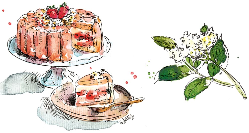 Charlotte aux fraises à la fleur de sureau