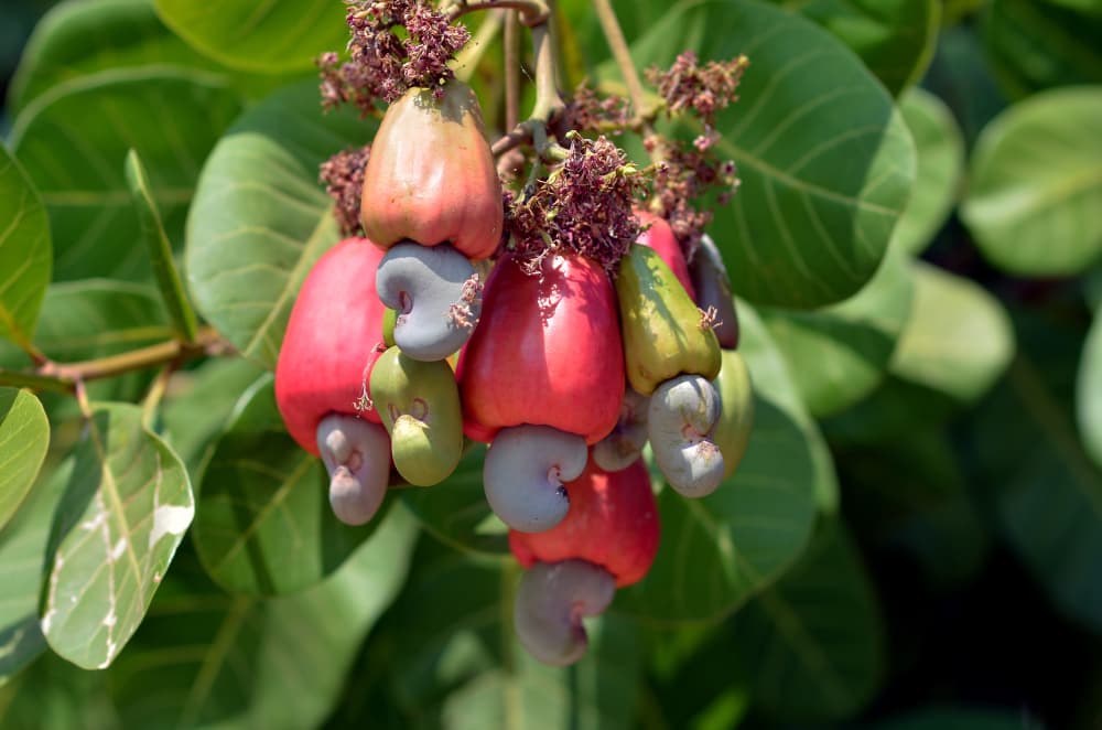 Fruit de l'anacardier, la noix de cajou se trouve au bout d'une tige charnue appelée pomme de cajou. Elle est très prisée par les consommateurs en Europe, l'un des tous premiers marchés mondiaux de commercialisation.