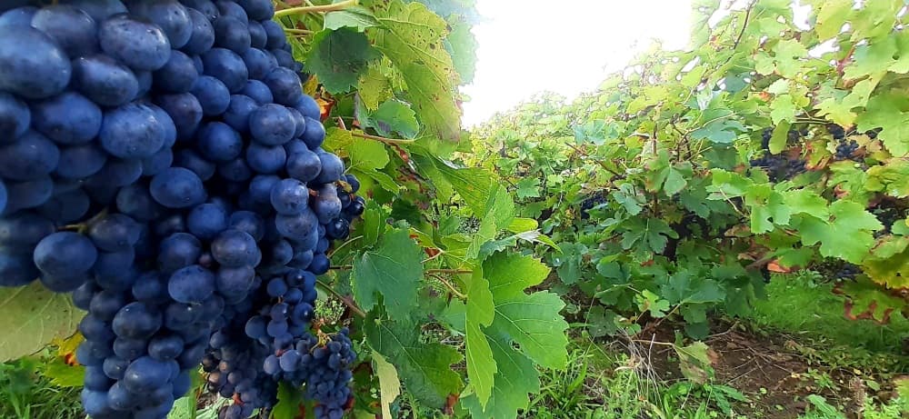 Le vignoble des Vins de Loire regroupe 2 200 exploitations viticoles, pour 250 millions de bouteilles vendues par an.