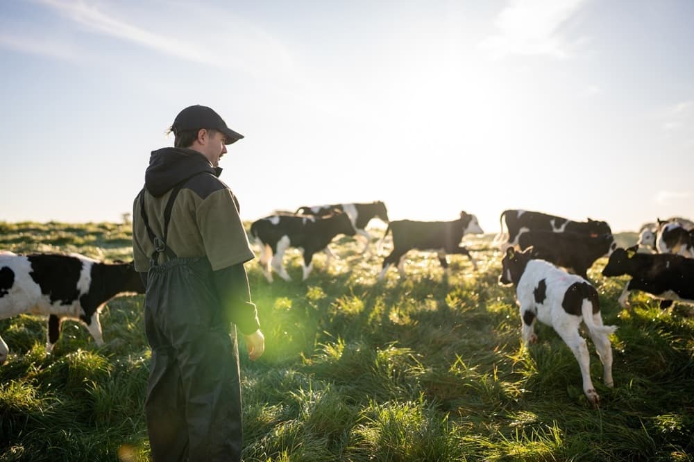 MyMarguerit a actuellement 40.000 vaches en location.
