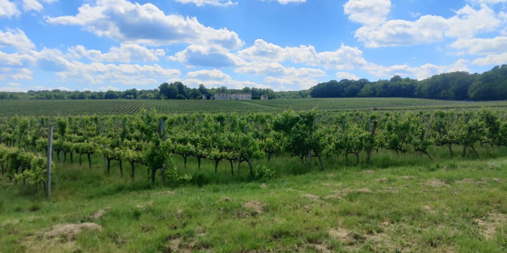 Des vignes cultivées dans l'Entre-deux-Mers en mai 2026.