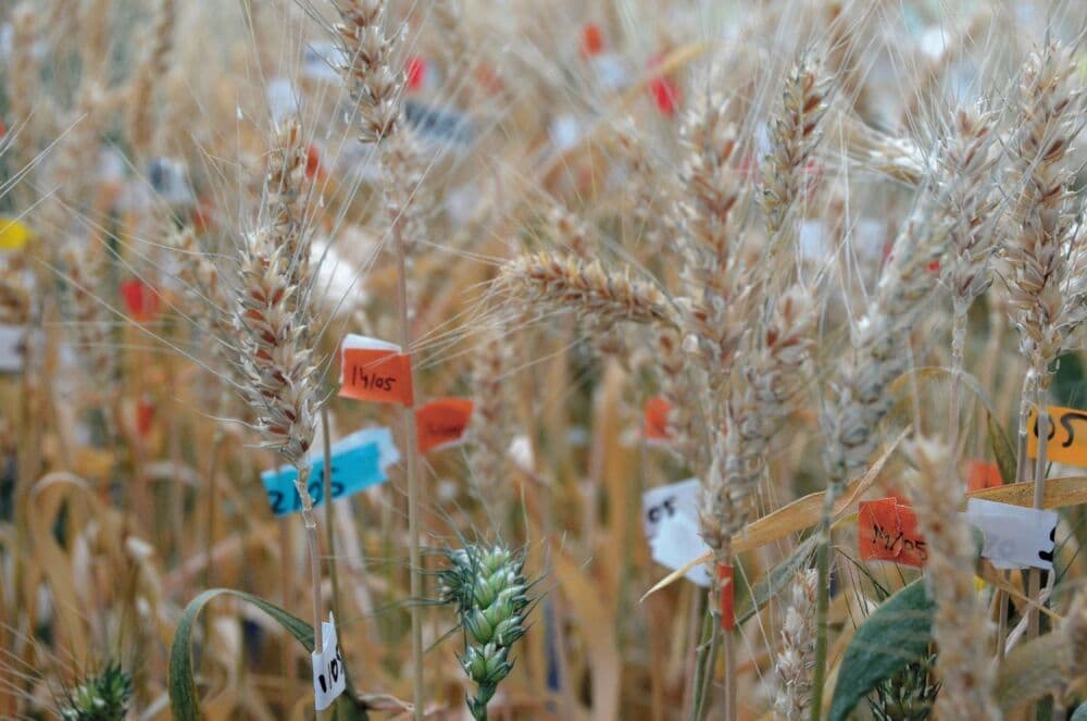 Limagrain investit chaque année 16% de son chiffre d’affaires (2,5 milliards d’euros) dans la R&D.