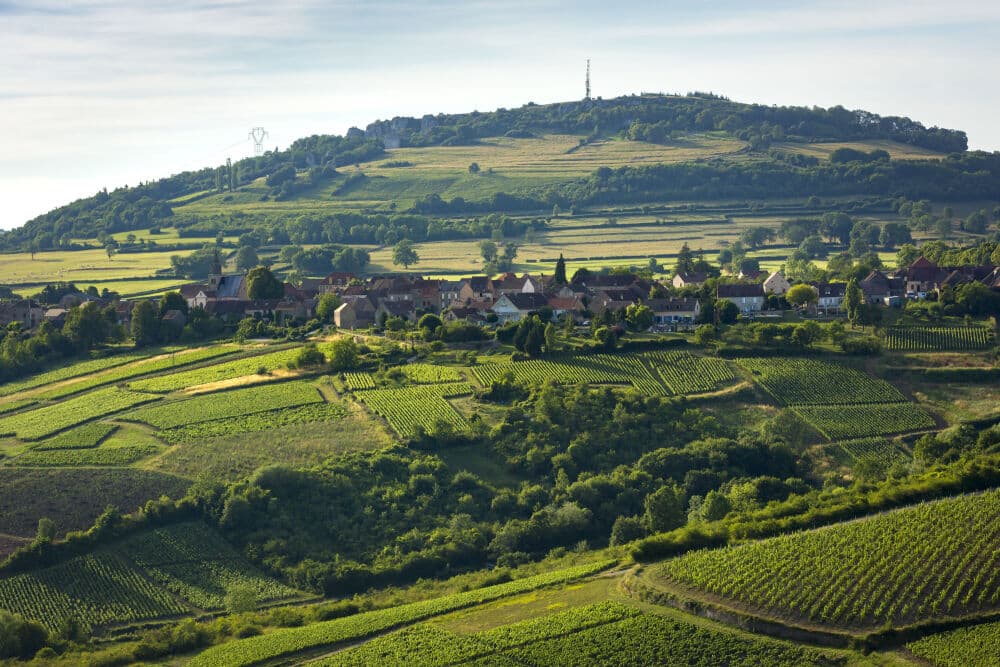 Les vignes de Saint-Sernin-du-Plain, en Saône-et-Loire. Le cuivre, pilier de la viticulture bio, est menacé par des restrictions. L’Anses est pointée du doigt, suscitant l’incompréhension face au manque d’alternatives viables.