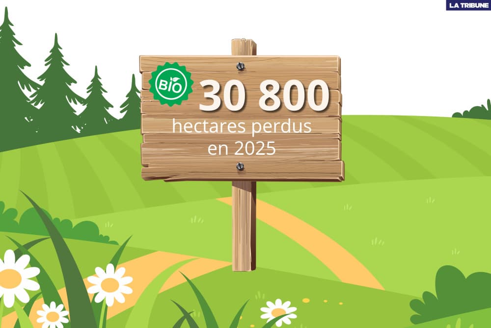 C’est la troisième année d’affilée que l’Hexagone voit ses surfaces agricoles dédiées au bio se réduire (plus d'infos plus bas).