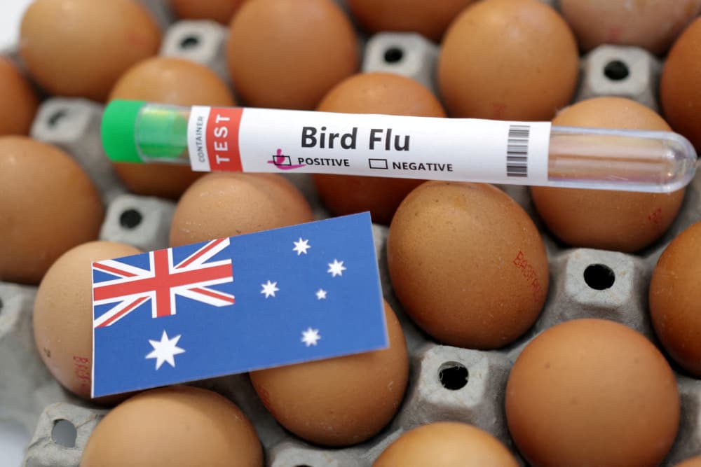 Un premier cas de grippe aviaire H5 a été décelé en Australie, a indiqué le gouvernement du pays samedi 20 juin.