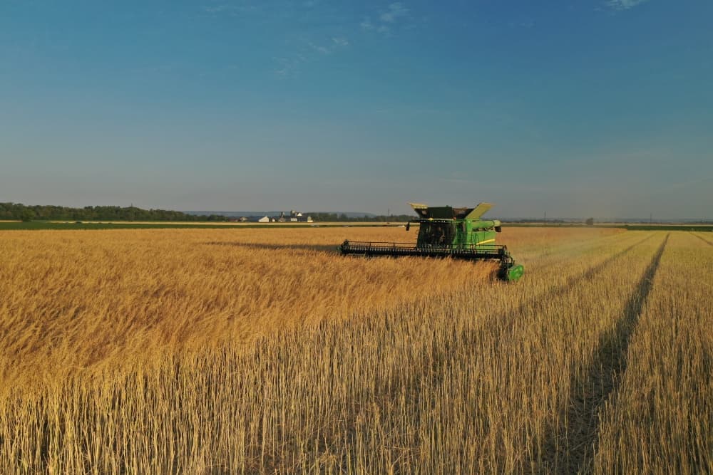 La récolte précoce de la moutarde près de Dijon.
