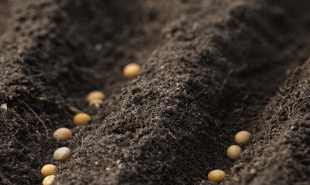 Au Ghana, le système semencier reste dominé par l'informel, qui s’appuie sur les échanges entre agriculteurs locaux et la conservation des semences d’une campagne à l’autre.