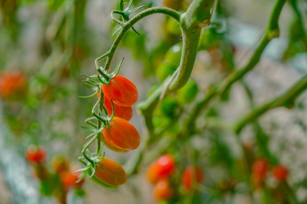 Tomate cerise Azura