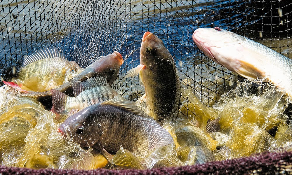 La Côte d'Ivoire a consommé 534 000 tonnes de poissons en 2023, mais n’en a produit que 92 000 tonnes.