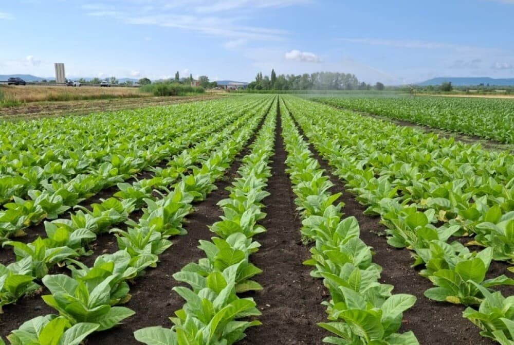 La culture du tabac dans le Puy-de-Dôme représente aujourd'hui 30 hectares.