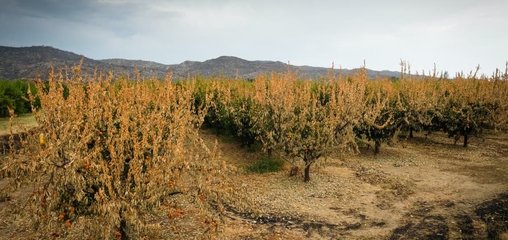 L'incendie de Trévillach, démarré le 4 juillet 2026 dans les Pyrénées-Orientales, a touché 180 exploitations agricoles, dont 165 hectares de vergers fruitiers (photo).