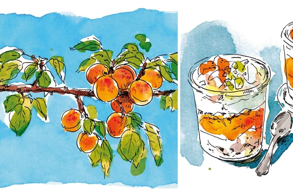 L'abricot du Roussillon, ingrédient parfait pour réaliser une Eton Mess aux abricots, au miel et aux pistaches.