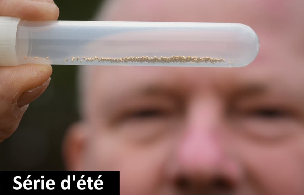 Or, la fièvre jaune, une série d'été en trois volets.