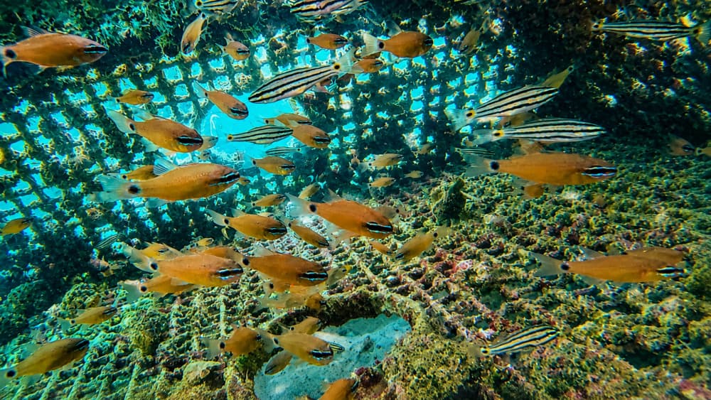 Seacure crée une roche naturelle directement sur les fonds marins pour endiguer le phénomène d'érosion côtière.